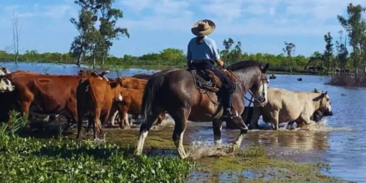 Entre Ríos: Crecida del río y ganadería en crisis