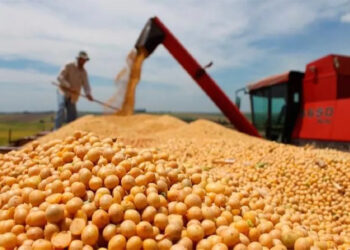 La producción de soja sería la tercera más alta en la historia entrerriana
