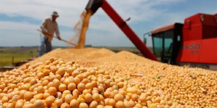 La producción de soja sería la tercera más alta en la historia entrerriana