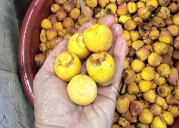 El fruto de la palmera butia yatay multiplica los sabores de la gastronomía entrerriana