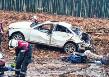 Insólito: chocaron un ciervo, una persona se detuvo, pero no los ayudó, se llevó el animal