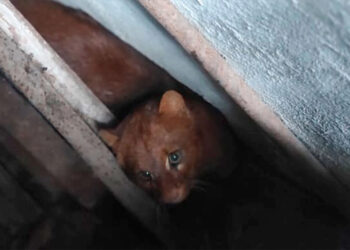 Un animal en peligro de extinción fue encontrado y trasladado a su hábitat