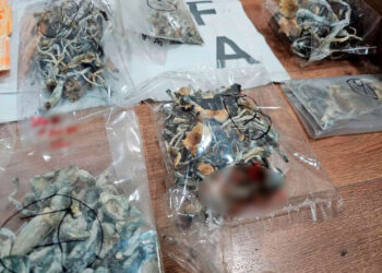 Concepción del Uruguay: Murió un joven tras consumir hongos alucinógenos