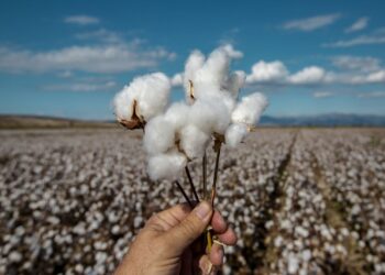 Eliminan fondo de fomento y peligra la situación de productores de algodón en la provincia