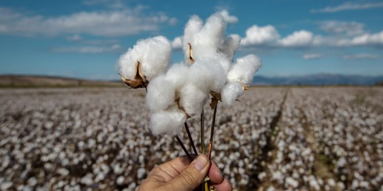 Eliminan fondo de fomento y peligra la situación de productores de algodón en la provincia