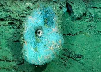 Exploración en el Mar Argentino: una transmisión en vivo que atrapa a miles