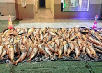 Personal policial decomisó 1000 kilos de dorados