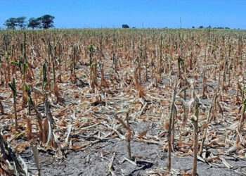 Con la primavera llega la niña