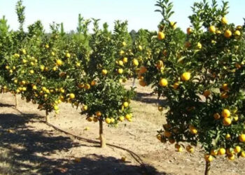 La helada de julio obliga a Argentina a redirigir sus cítricos hacia mercados de corta distancia