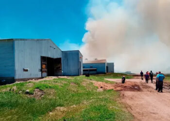 Galpón avícola con más de 38.000 pollos arrasado por un incendio cerca de Federal