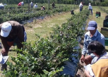 El Gobierno prorroga la compatibilidad de planes sociales con trabajo rural registrado