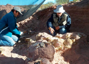 CONICET descubrió una nueva especie de dinosaurio de 83 millones de años y lo llaman Yeneen Houssayi