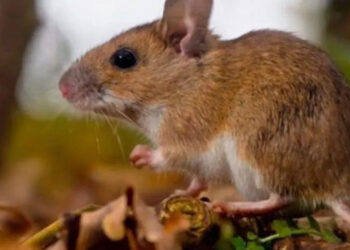 La provincia registra la mayor incidencia del país por hantavirus