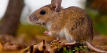 La provincia registra la mayor incidencia del país por hantavirus