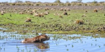 El STJ ordenó recomponer la vegetación del Área Natural Protegida “Arroyo Perucho Verna”
