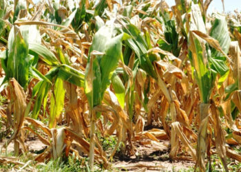 Productores del sur de Entre Ríos, preocupados por la sequía y la caída de los rindes