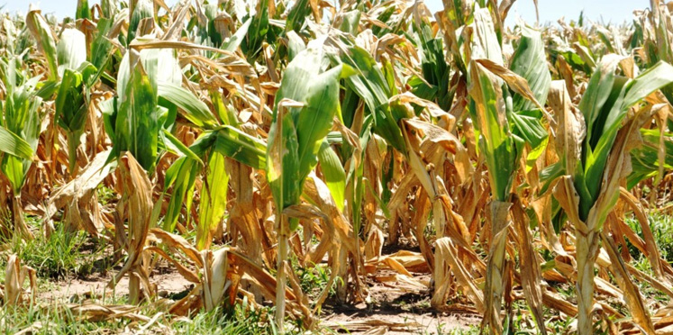 Productores del sur de Entre Ríos, preocupados por la sequía y la caída de los rindes