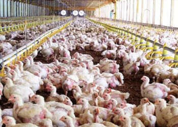 Granja Tres Arroyos: productores avícolas advierten que miles de pollos pueden morir por falta de alimento