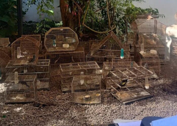 Secuestraron 80 aves autóctonas y desarticularon un criadero ilegal en Villa Elisa