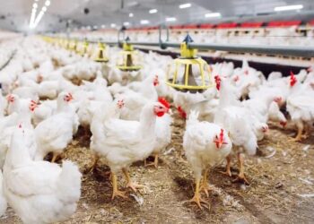 «Alerta por gripe aviar: productores refuerzan los protocolos sanitarios»