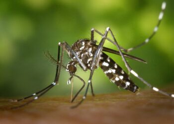 Tres casos de dengue en Entre Ríos