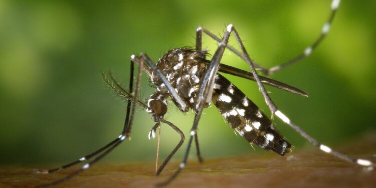 Tres casos de dengue en Entre Ríos