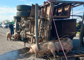Autovía Artigas: volcó un camión que transportaba cerdos