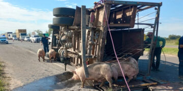 Autovía Artigas: volcó un camión que transportaba cerdos