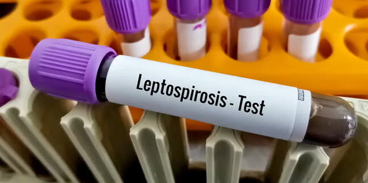 Aumento de leptospirosis: Entre Ríos ya registra 15 contagios en personas en lo que va del año