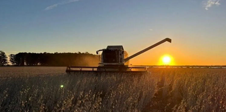 La Bolsa de Cereales advirtió que caería un 22% la producción de soja entrerriana
