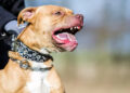 Tragedia: Un nene de tres años murió tras el ataque de un perro pitbull en Córdoba