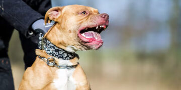 Tragedia: Un nene de tres años murió tras el ataque de un perro pitbull en Córdoba