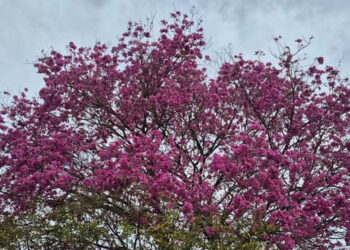 «Clima nublado y frío en la cuna de los Artesanos, Colón Entre Ríos»