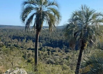 «Hoy sábado clima mayormente nublado con alta humedad en la tierra de los palmares Colón Entre Ríos»