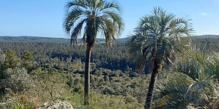 «Hoy sábado clima mayormente nublado con alta humedad en la tierra de los palmares Colón Entre Ríos»