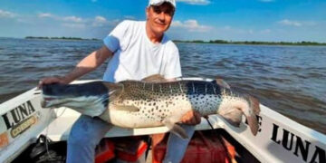 «Corrientes: pescaron un ejemplar de Surubí de más de 40kg y lo devolvieron al agua»