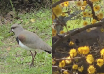 «Hoy clima soleado y agradable en el día del inicio de la primavera en Colón Entre Ríos»