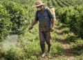 Glifosato en la yerba: se reabre debate entre la competitividad productiva y los riesgos ambientales